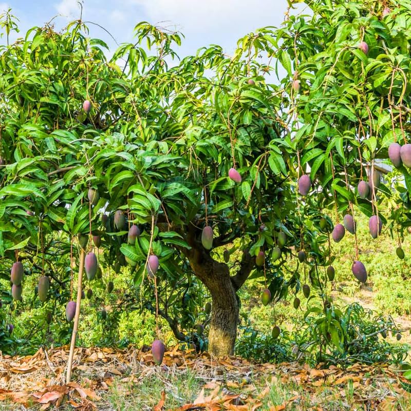 Glenn Mango Tree Live Plant Grafted, 2–3 Feet Tall in 3 Gallon Pot, Sweet Tropical Mango Fruit Tree