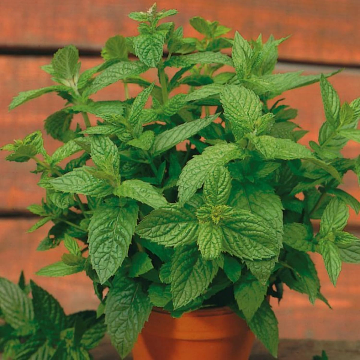 Set of 4 Peppermint Live Plants, Well Rooted Mint Herbs Plants 4-7 Inches, Fragrant Leaves, Outdoor or Container Growing