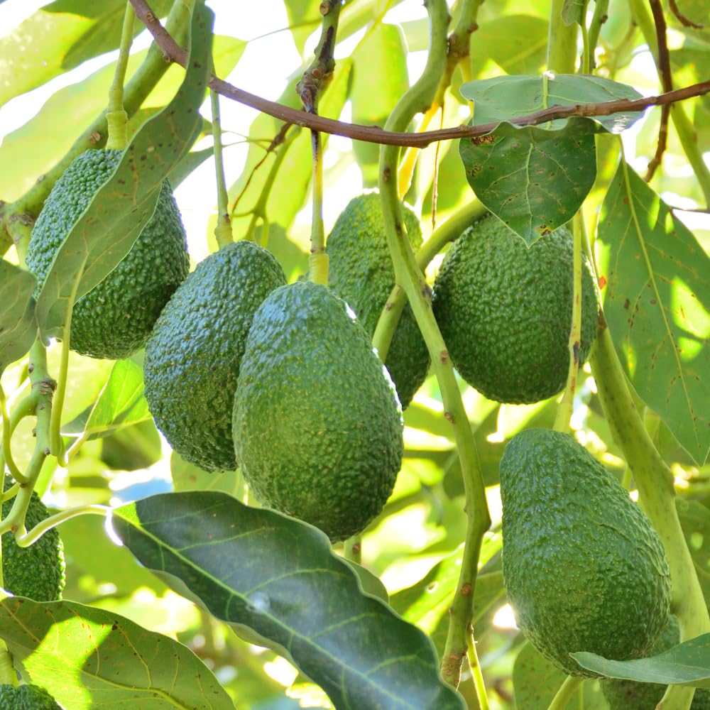 Super HASS Avocado Tree, Avocado Trees Live Plants in 3 Gallon Pot, Fruit Bearing Plant for Outdoor Garden, 1-2 Feet Tall, No CA