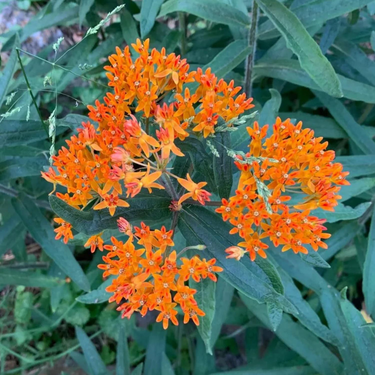 Milkweed Plants Live, 4 Orange Milkweed Live Plants, Asclepias Tuberosa Plants Flower Plant, 5 to 8 Inc Tall