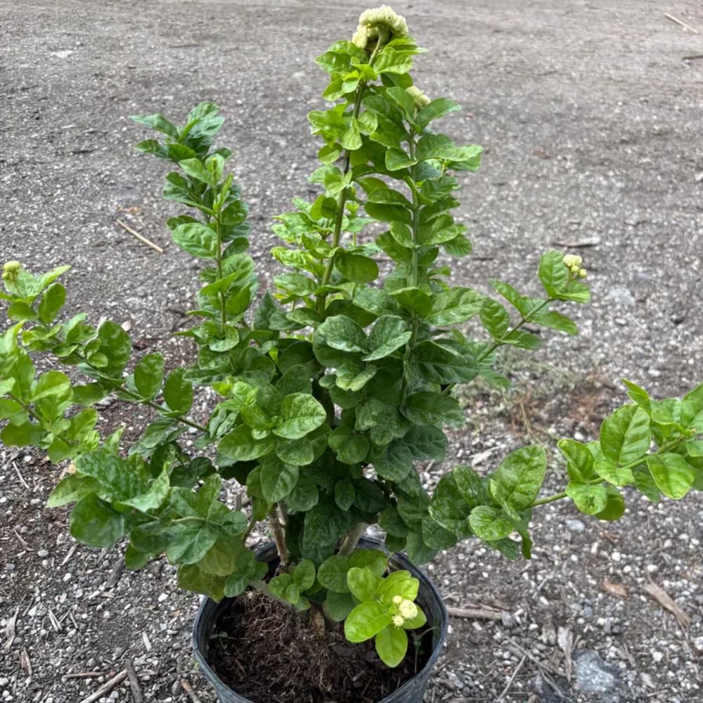 Live Grand Duke Jasmine Plant, 3 Gallon Pot, 1-2 Ft Tall, Jasmine Plant Live Potted, Fragrant Flower Bush for Indoor Outdoor Garden, No Ship to CA