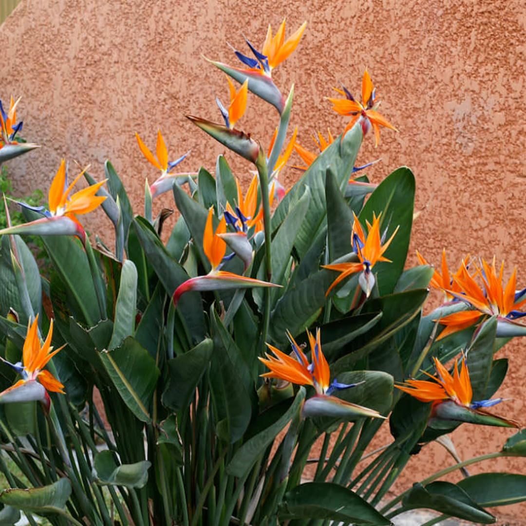 2 Mix Bird of Paradise Plants Live, Cold Hardy, 4-7" in Tall, Fast Growing, Strelitzia Reginae Flower for Spring Landscaping Ornamental Indoor Outdoor