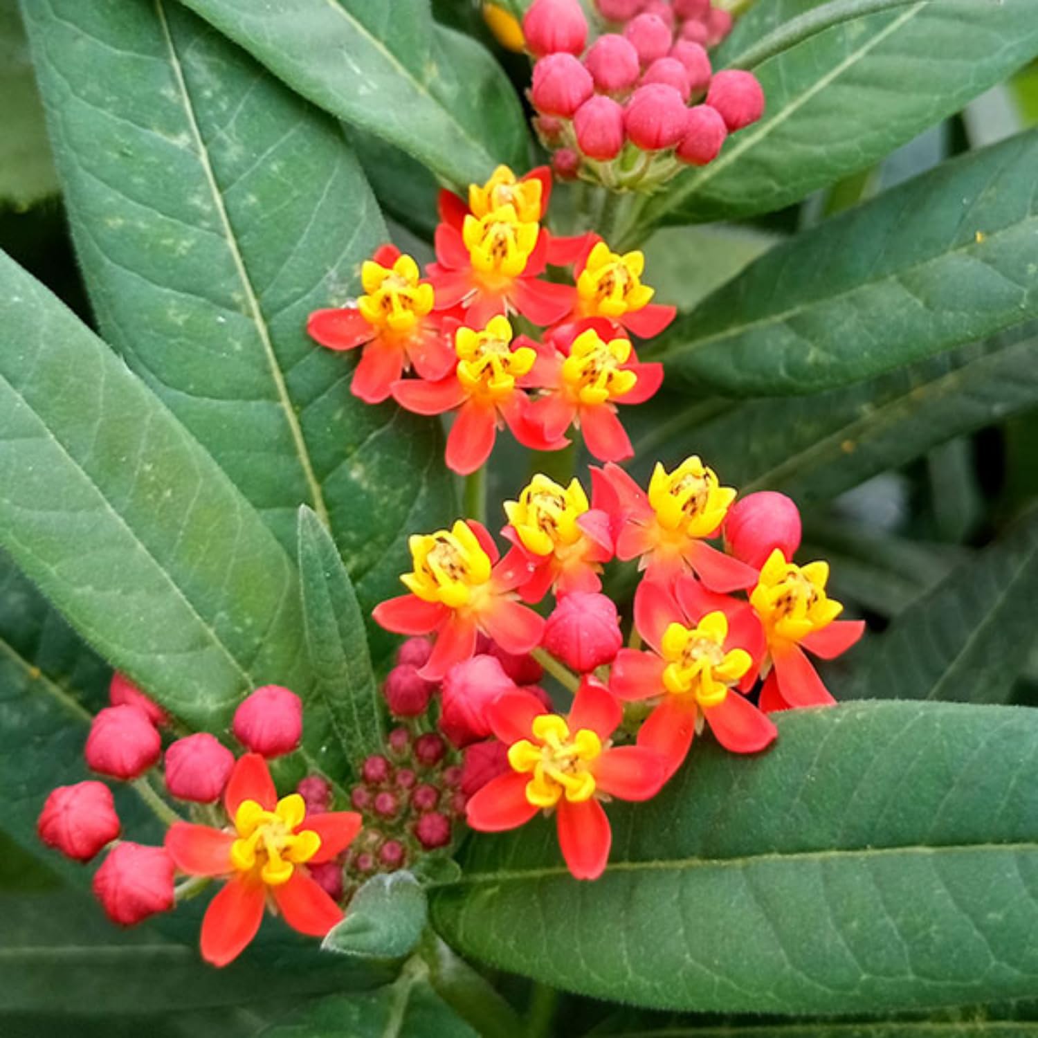 Milkweed Plants Live, 4 Red Milkweed Live Plants, Asclepias Tuberosa Plant from 5 to 9 Inches Long