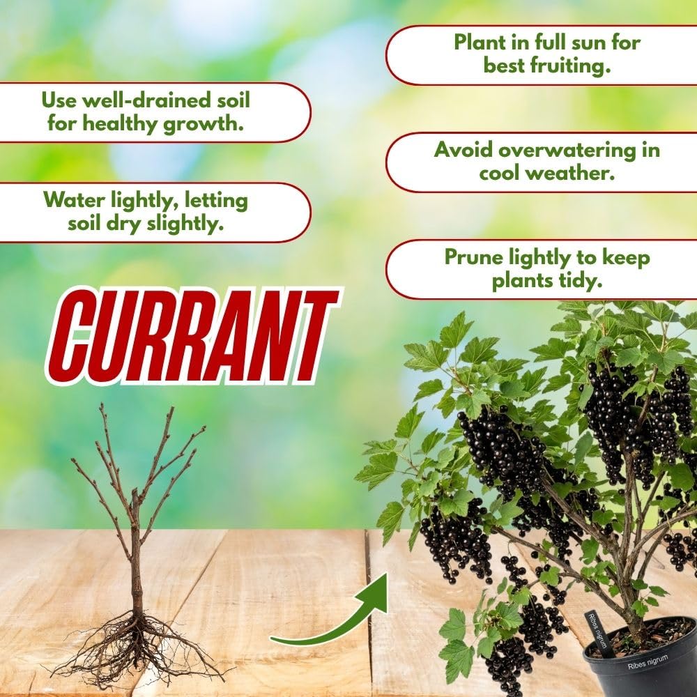 Hardy Black Currant Plant Live Bare Root 6-12 Inches Tall
