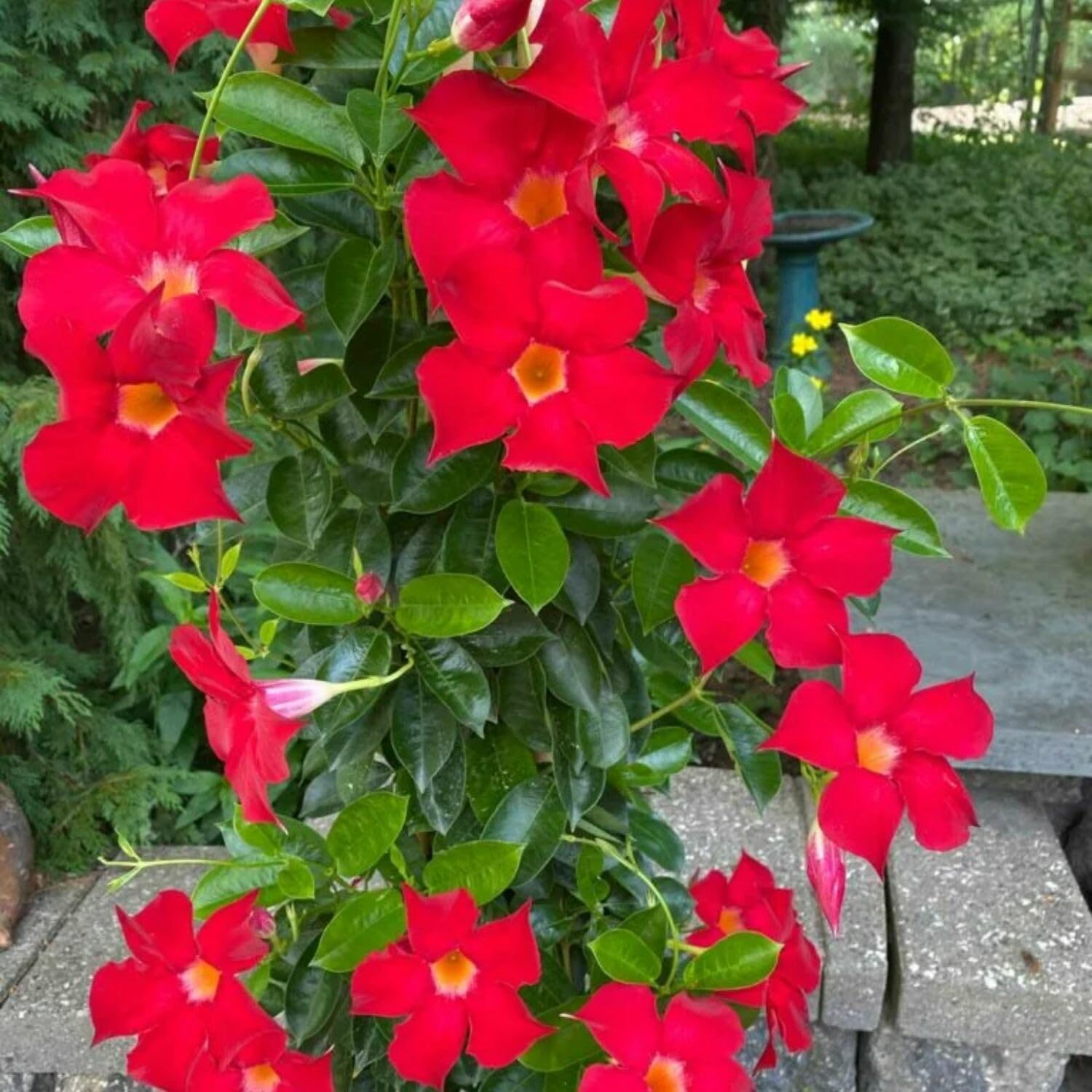 2 Mandevilla Plants Live, 4 to 6 Inc Tall, Red Mandevilla Vine Plant
