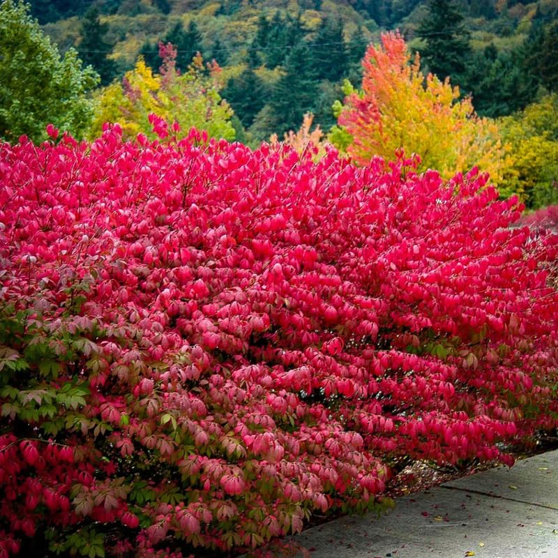 Dormant Burning Bush Shrub Live Plant, Dwarf Burning Bush Perennial Plants in Quart Pot, Outdoor Garden Growing, No Ship to NY, NH, MA, VT