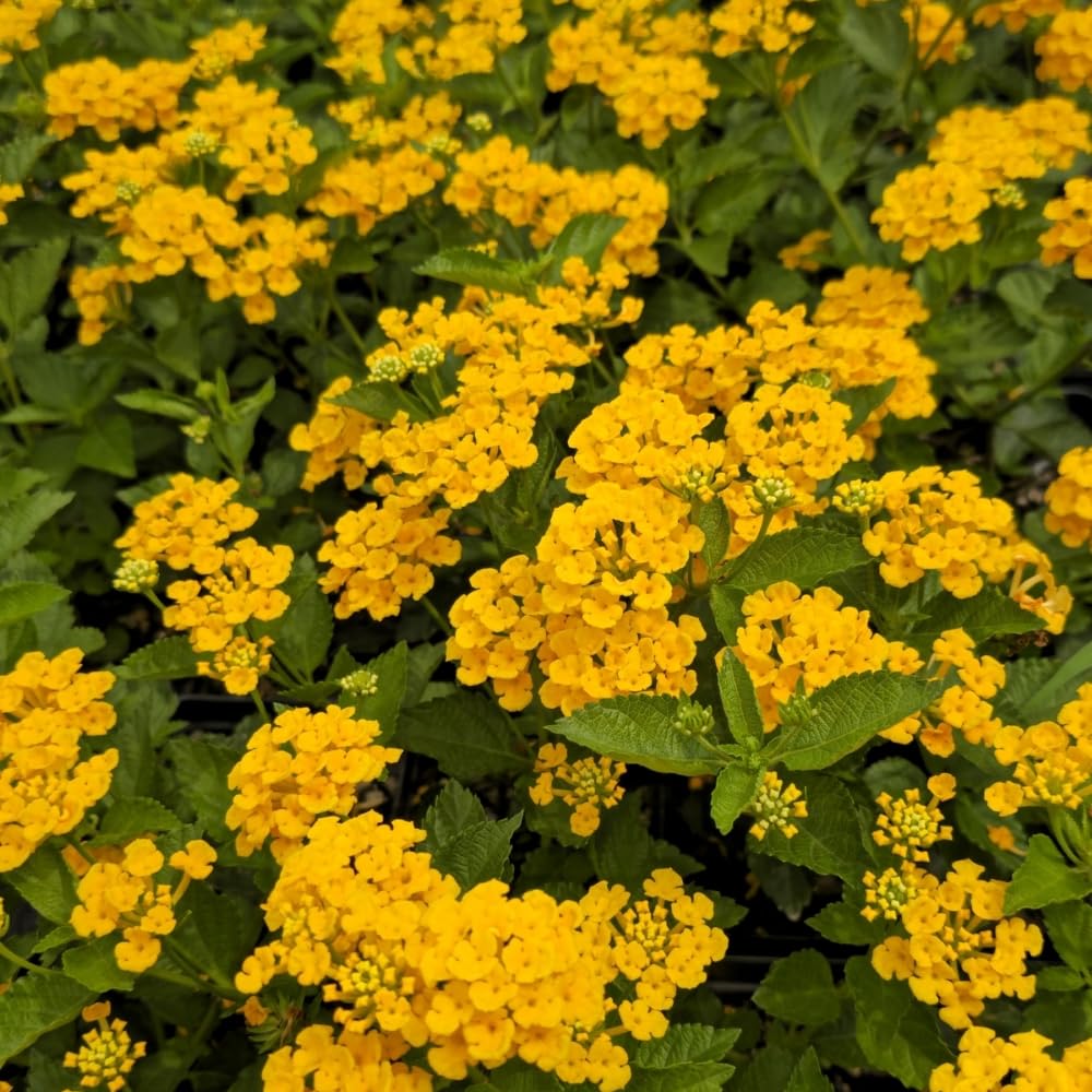 Set of 2 Lantana Plants Live, Trailing Lantana Plant, 4 to 6 Inch Tall for Planting Outdoors (Yellow)