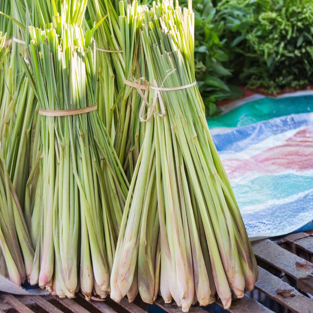 Lemon Grass Live Plants in 4" Pot, Lemongrass Plant, 5-8'' Tall Fragrant Herbs Plants for Planting Indoor Outdoor, No Ship to CA