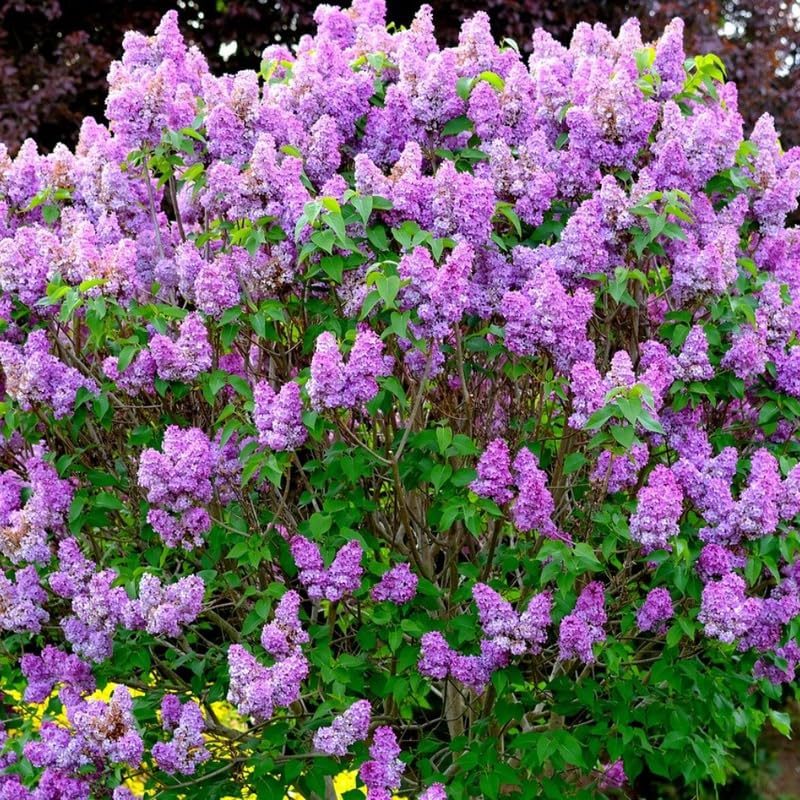 Common Lilac Plant, Hardy Purple Lilac Bushes in 4 Inch Pot, Fragrant Spring Blooms for Indoor Outdoor Planting, Dormant in Winter