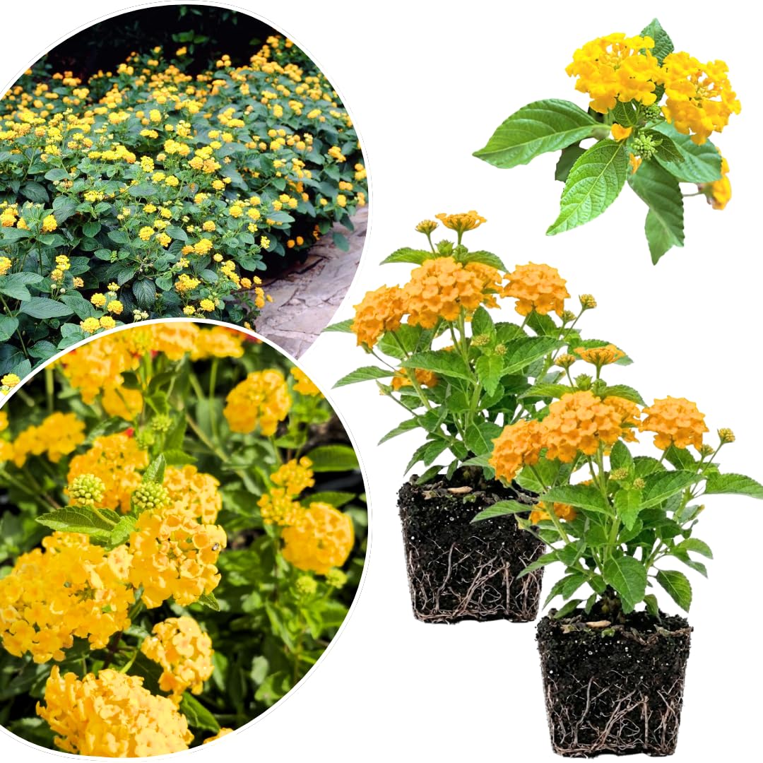 2 Lantana Plants Live, Lantanas Live Plants for Planting Indoor Outdoors, Perennial Flowers, 4-9 Inch Tall Well-Rooted (Yellow Lantana)