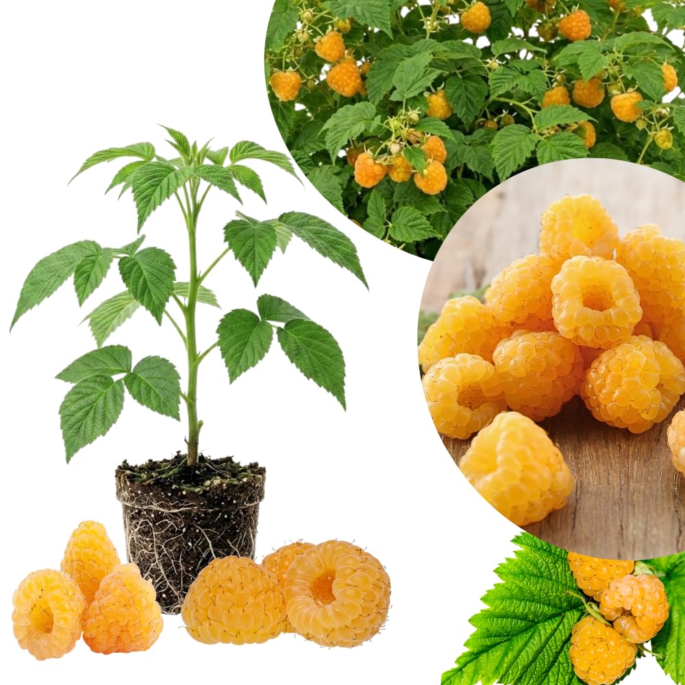 Golden Raspberry Plant Live, Sweet Raspberries Fruit Tree, 3-6 Inch Tall