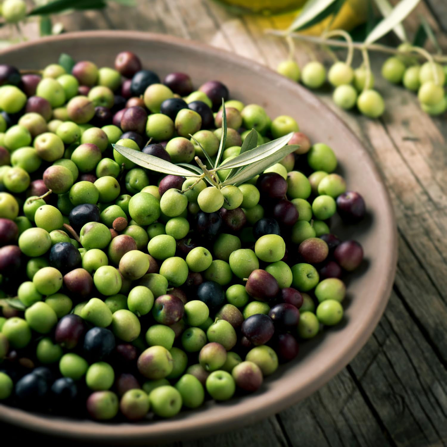 Olive Tree Live Plant in Gallon Pot, Olive Tree 2-3 Feet Tall, Outdoor Fruit Tree for Garden or Container Growing, no CA