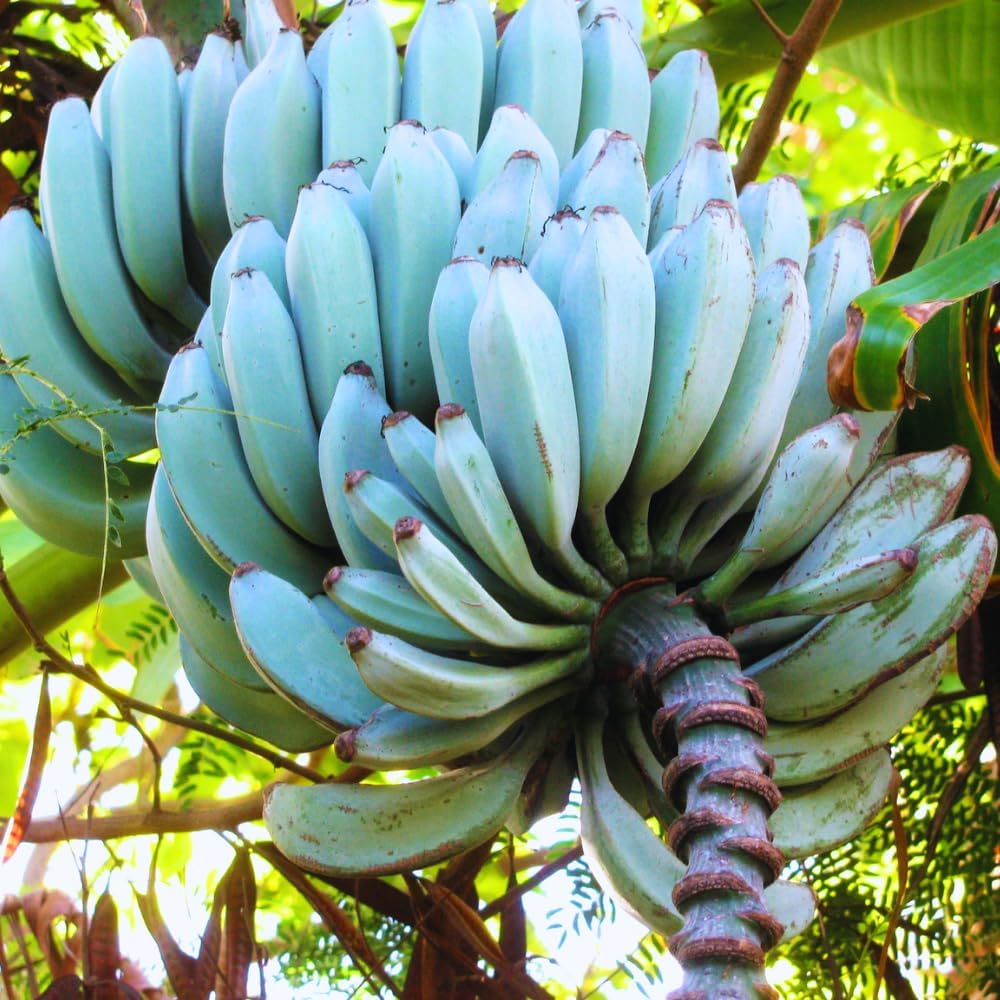 Banana Tree Live Plant, Banana Fruit Plant Well Rooted, 5 to 7 Inch Tall