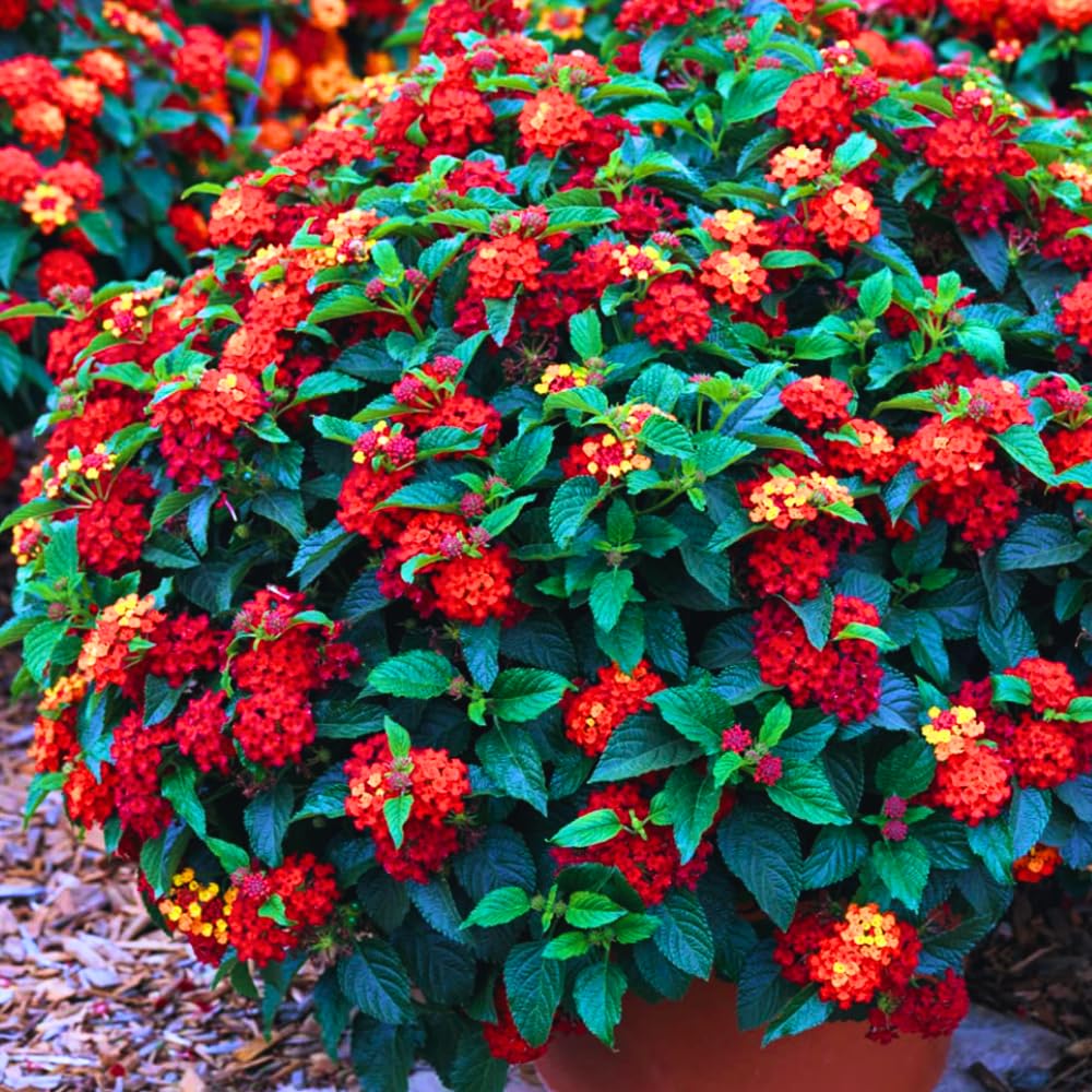2 Lantana Plants Live, Lantanas Live Plants for Planting Indoor Outdoors, Perennial Flowers, 4-9 Inch Tall Well-Rooted (Red Lantana)