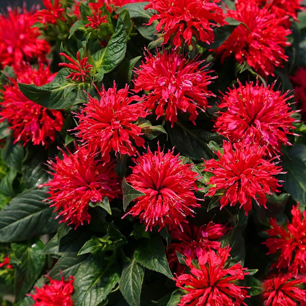 Set 3 Red Bee Balm Plants Live, Perennial Flower Garden Plugs 2-5" Tall, Bee Balm Well Rooted