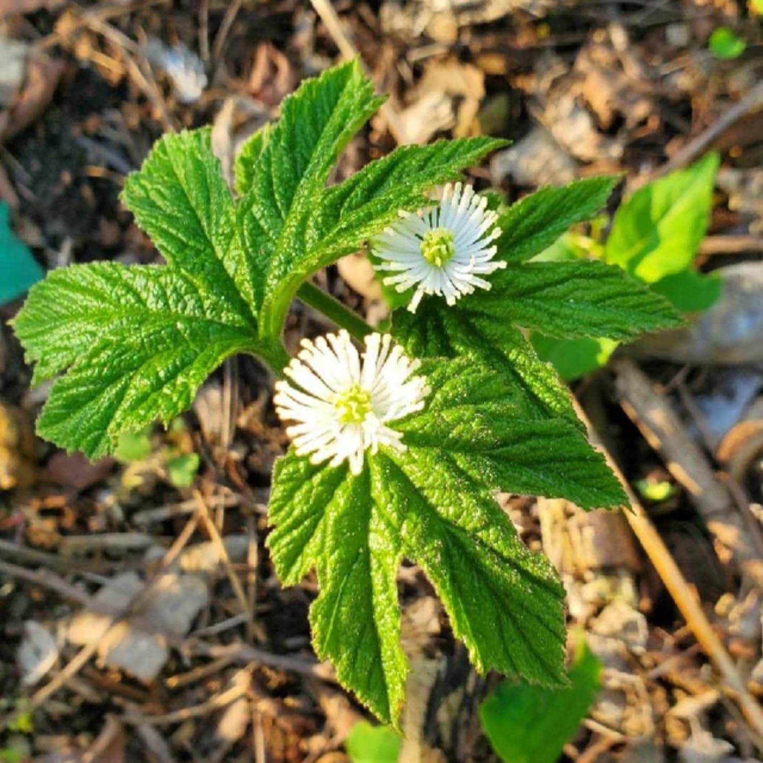 10 Goldenseal Roots Plants Live, Goldenseal Herb for Planting Indoor Outdoor, Bare Roots