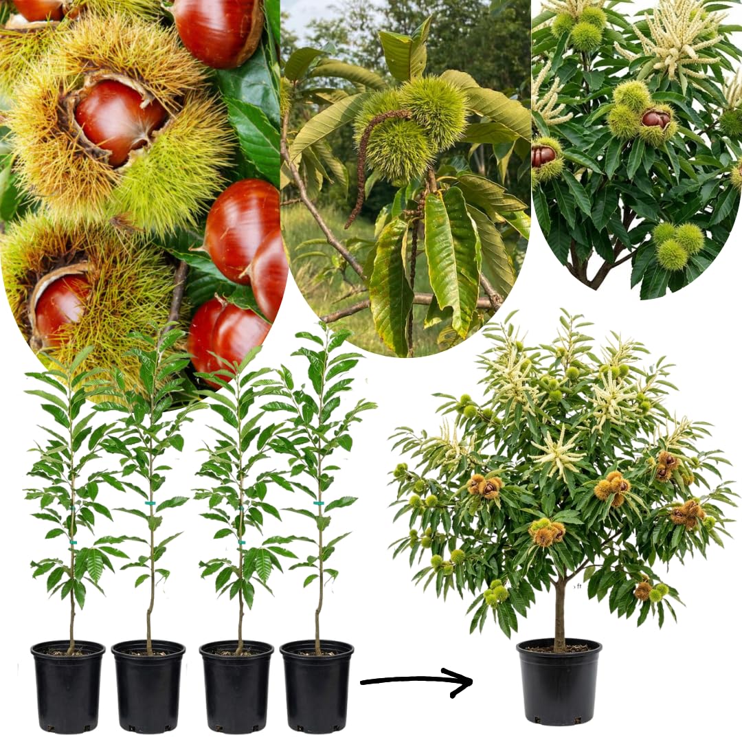 1-2 Ft Chestnut Tree Live Plant, 1 Year Old Fast Growing Nut Tree, Well-Rooted Seedling, No Pot, Dormant in Winter
