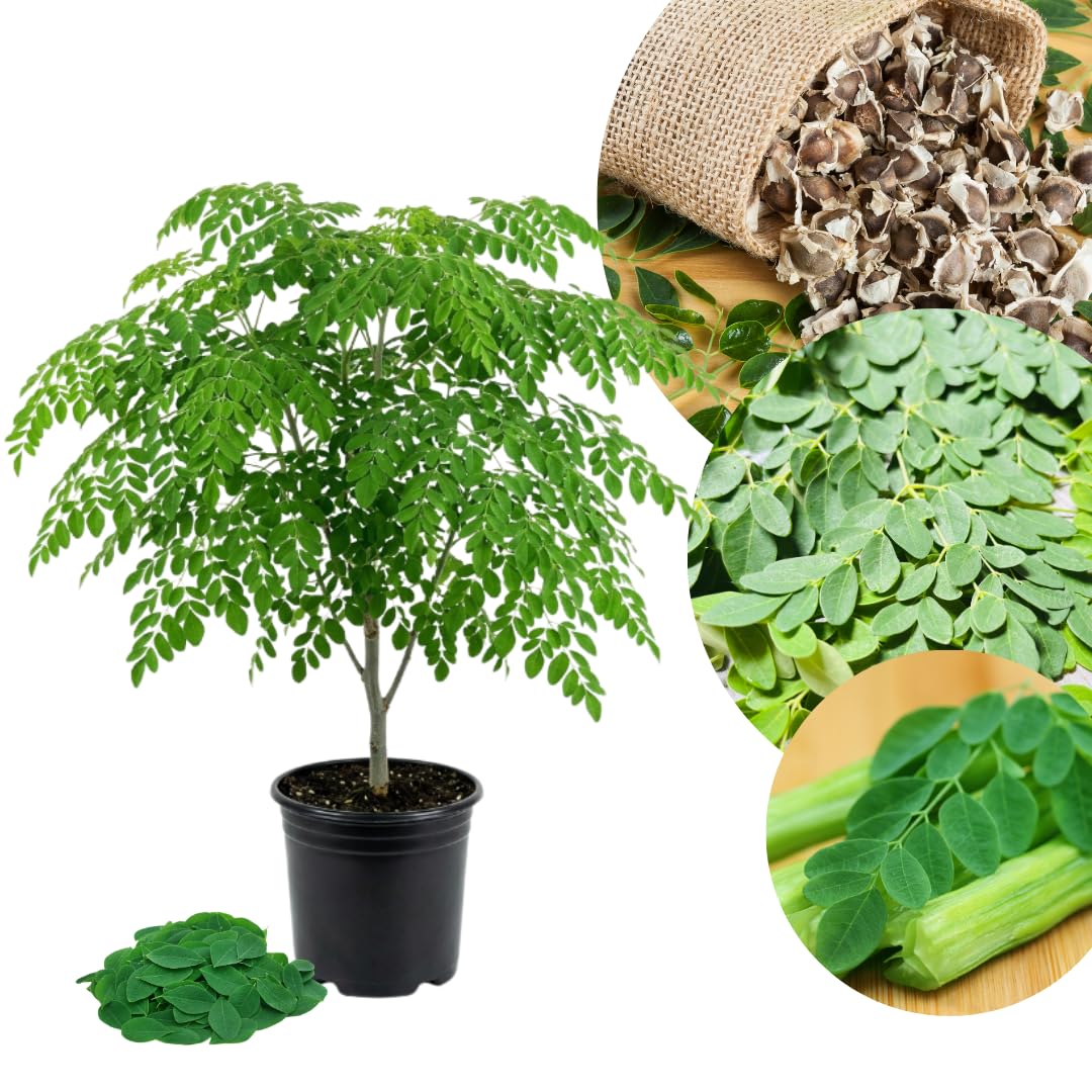 Moringa Tree Live Plant, Moringa Oleifera Plant, Well Rooted in 1 Gallon Pot, 2 Feet Tall, Edible Drumstick Tree Live Plants for Backyard Garden, No Ship to CA