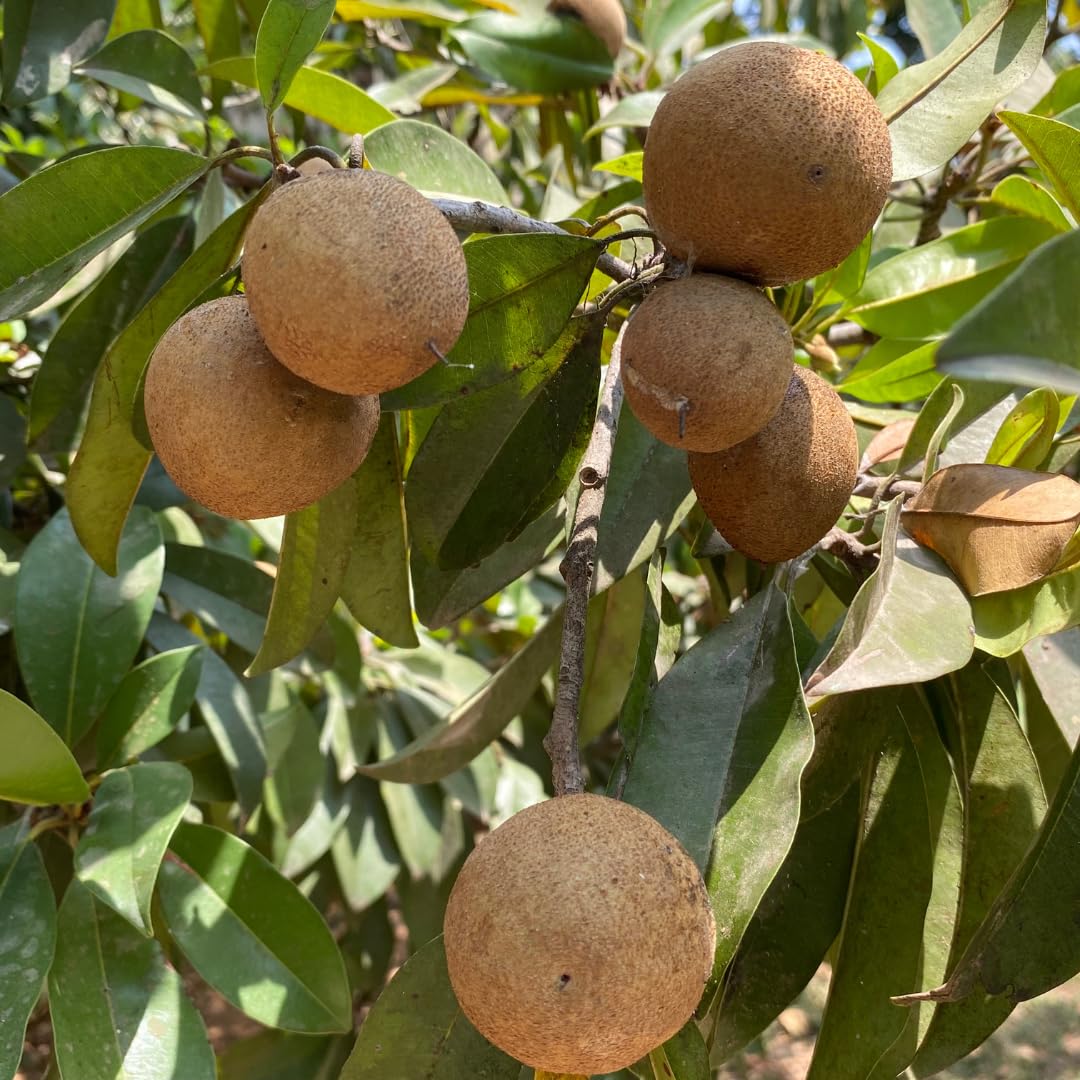 Sapodilla Fruit Tree Live, Sweet Tropical Sapodilla Tree 2–3 Ft Tall in 3 Gallon Pot, Ready to Grow Outdoors, No Ship to CA