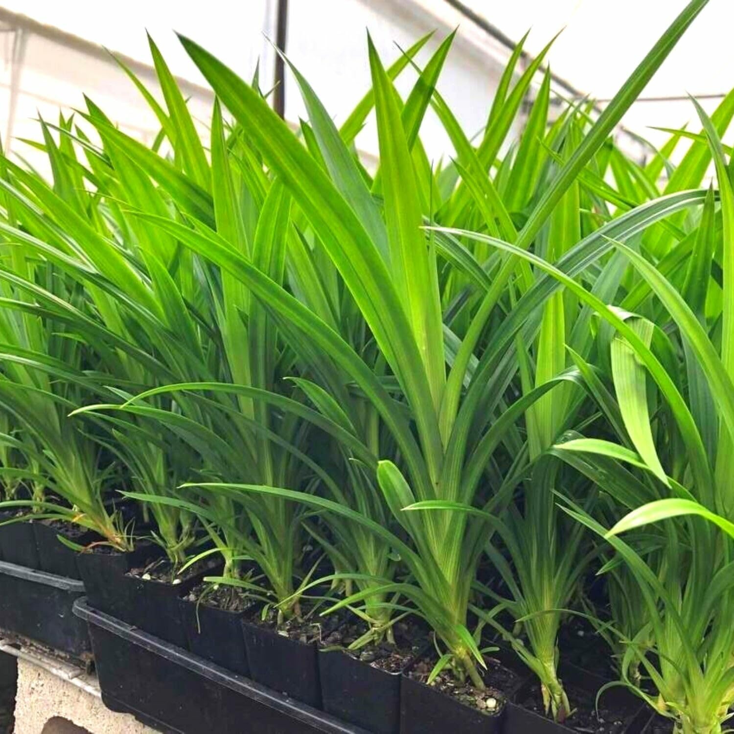 Pandanus Amaryllifolius Plant from 4 Inches, Pandan Plant Live, Indoor Outdoor Planting