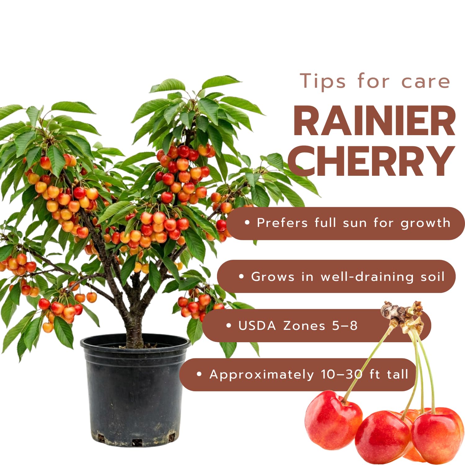 Cherry Tree Live Plant, Cherry Fruit Plant 3-4 Feet Tall in 3 Gallon, Sweet Fruit Tree, Cold Hardy for Outdoor Growing (Rainier Cherry)
