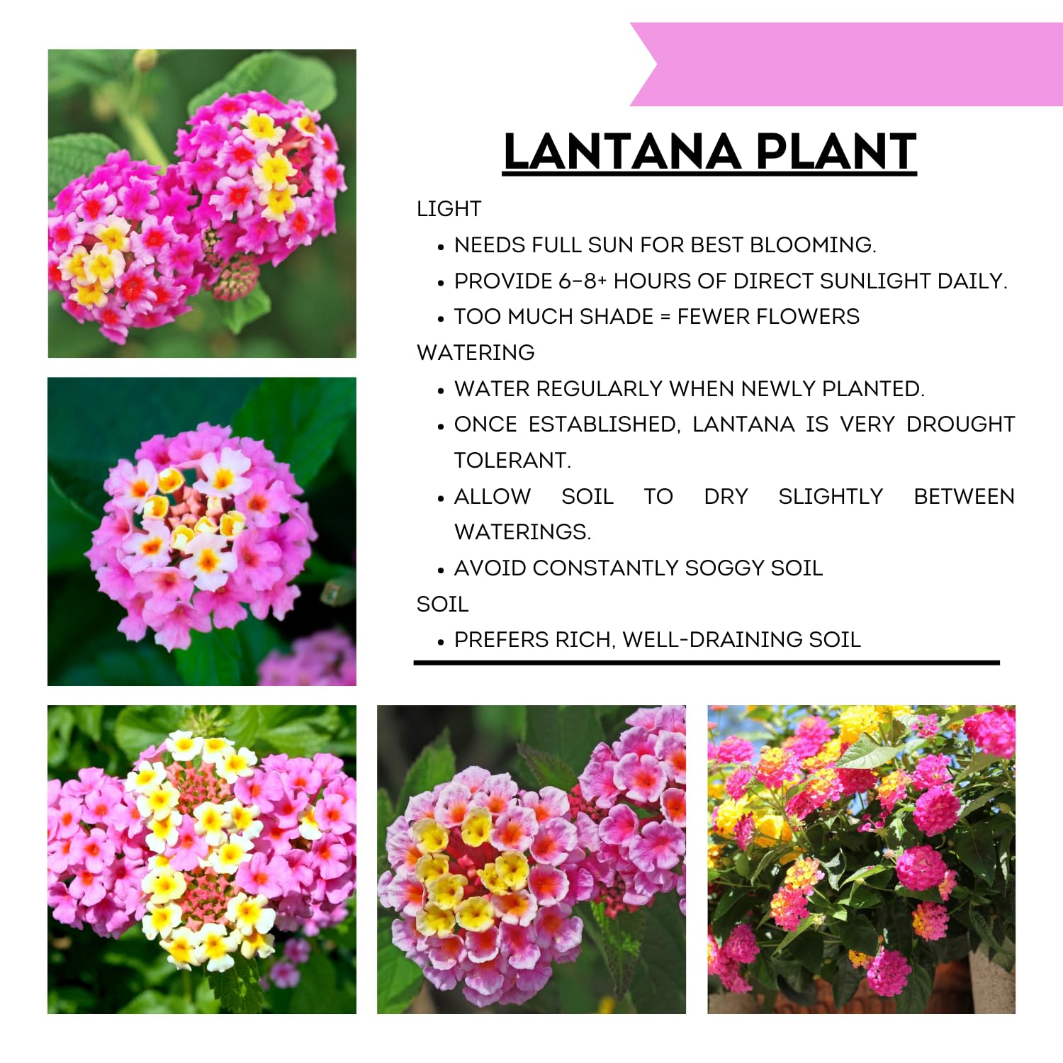 Pack 4 Lantana Plants Live for Planting, Trailing Live Plants 4-9 Inch Tall, Perennial Lantanas Flowers Indoor Outdoor (Pink Lantana)