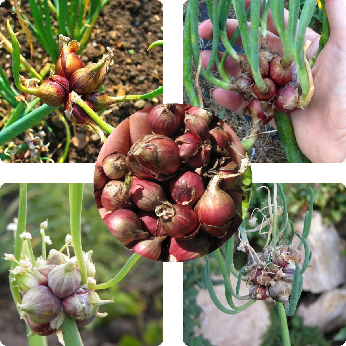 5 Hardy Walking Onion Live Plants, Fresh Vegetable Plant, 5 Inch Tall