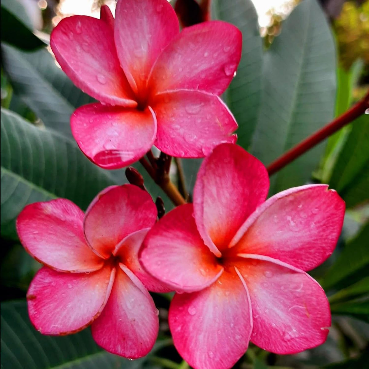 2 Plumeria Cuttings, Plumeria Frangipani Cutting for Planting Outdoor, Hardy, Fragrant Flowering Plants (Deep Pink Flowers)
