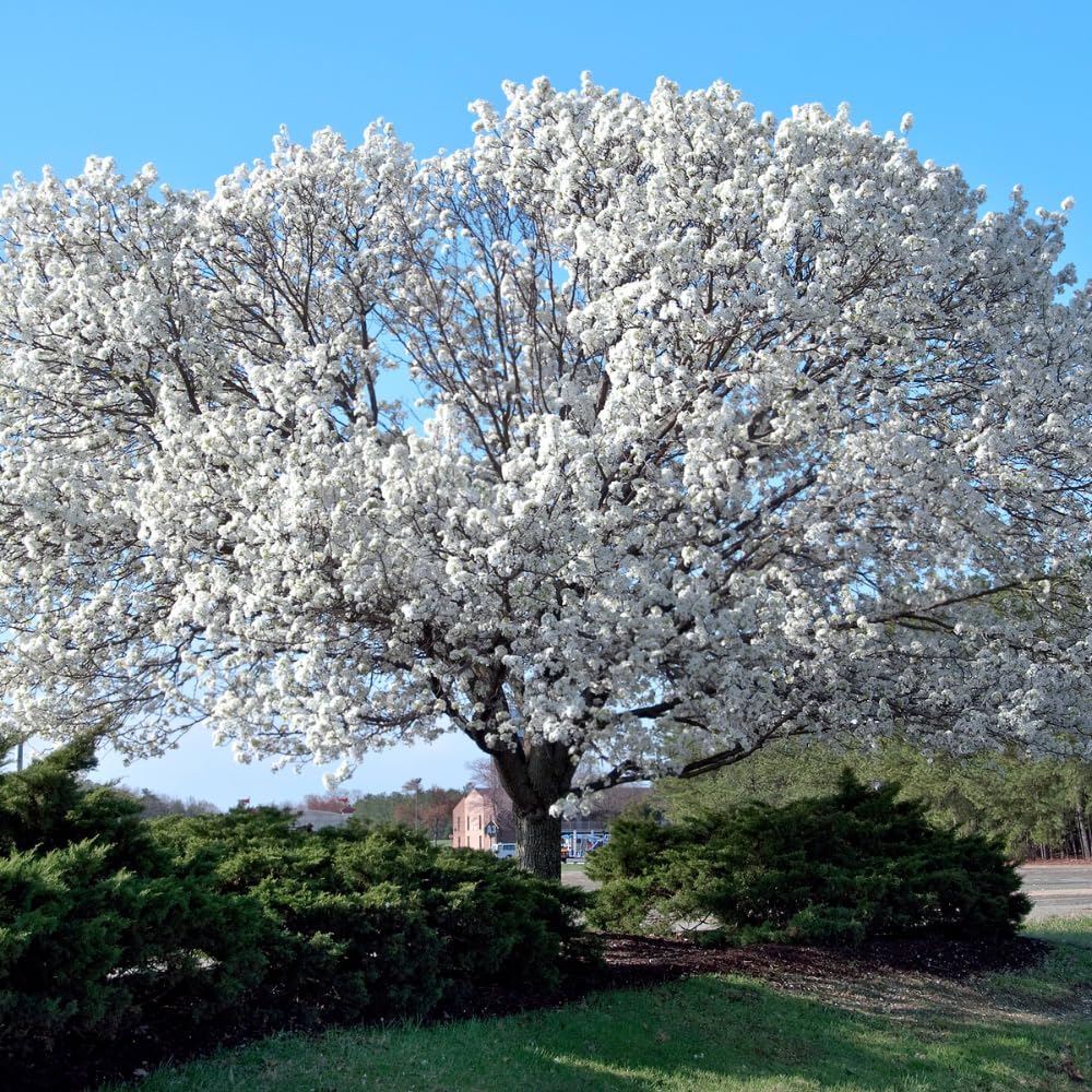 Dogwood Tree Live Plant, Flowering Dogwood Plant Well Rooted in Quart Pot, Dormant Hardy Ornamental Tree (White Dogwood)