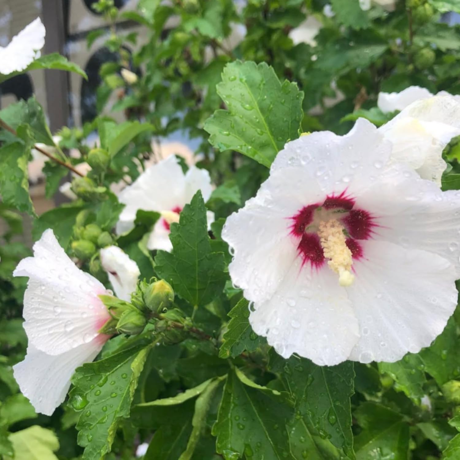 Red White Rose of Sharon Plant Live, Althea Hibiscus Flower 2-6 Inches, Vibrant Bloom for Outdoor Garden
