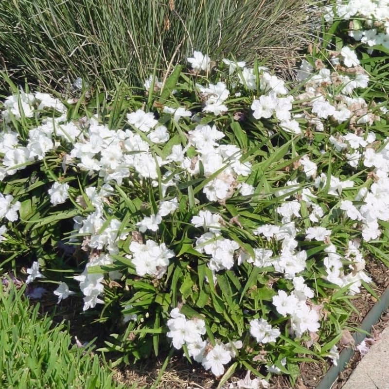 Set 6 Dwarf White Mexican Petunia Plants Live, Perennial Outdoor Growing, Startrer Size 4-6" in Tall, Long Blooming Season, Landscapes, Borders, Ground Cover