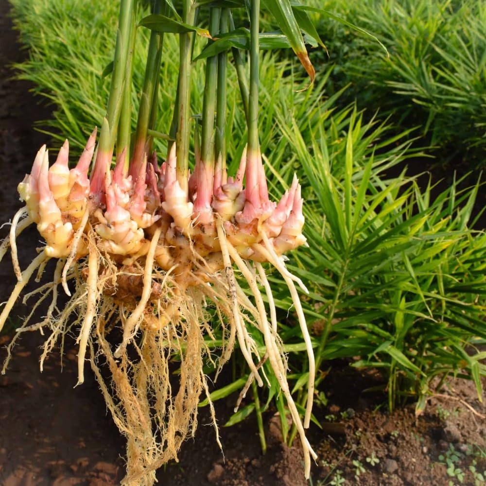 1 Ginger Zingiber Plant Live for Planting, Size 4-8” Tall, Ginger Herb Seedling Great for Pots & Gardens
