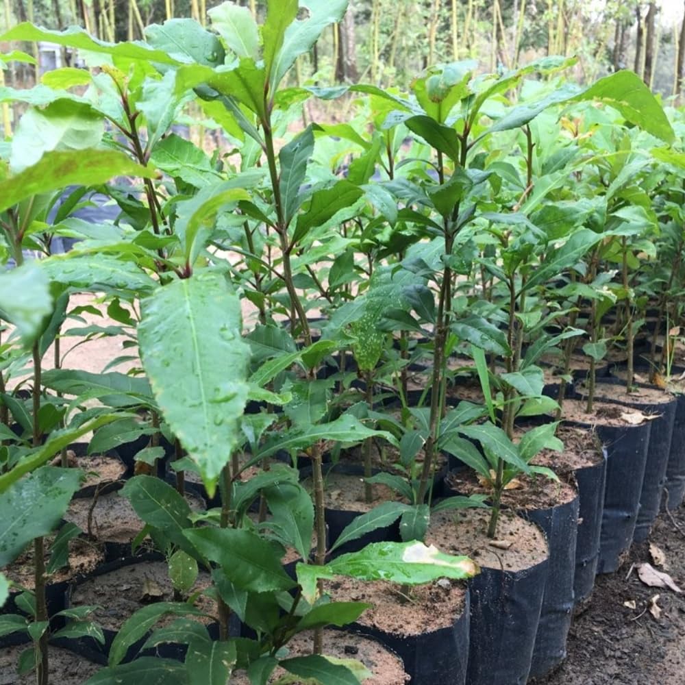 2 Bay Laurel Plants Live, 4-8 Inches Tall, Fragrant Bay Leaf Trees for Outdoor Planting, Laurus Nobilis Herb Home Garden