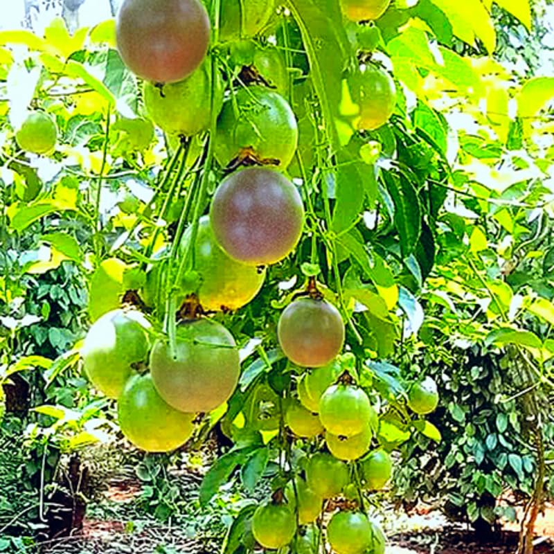 Purple Passion Fruit Tree Live Plant, Passion Fruit Vine Plant, Passionfruit Live Plant, 3 to 5 Inches Tall, Grow The Patio and Garden