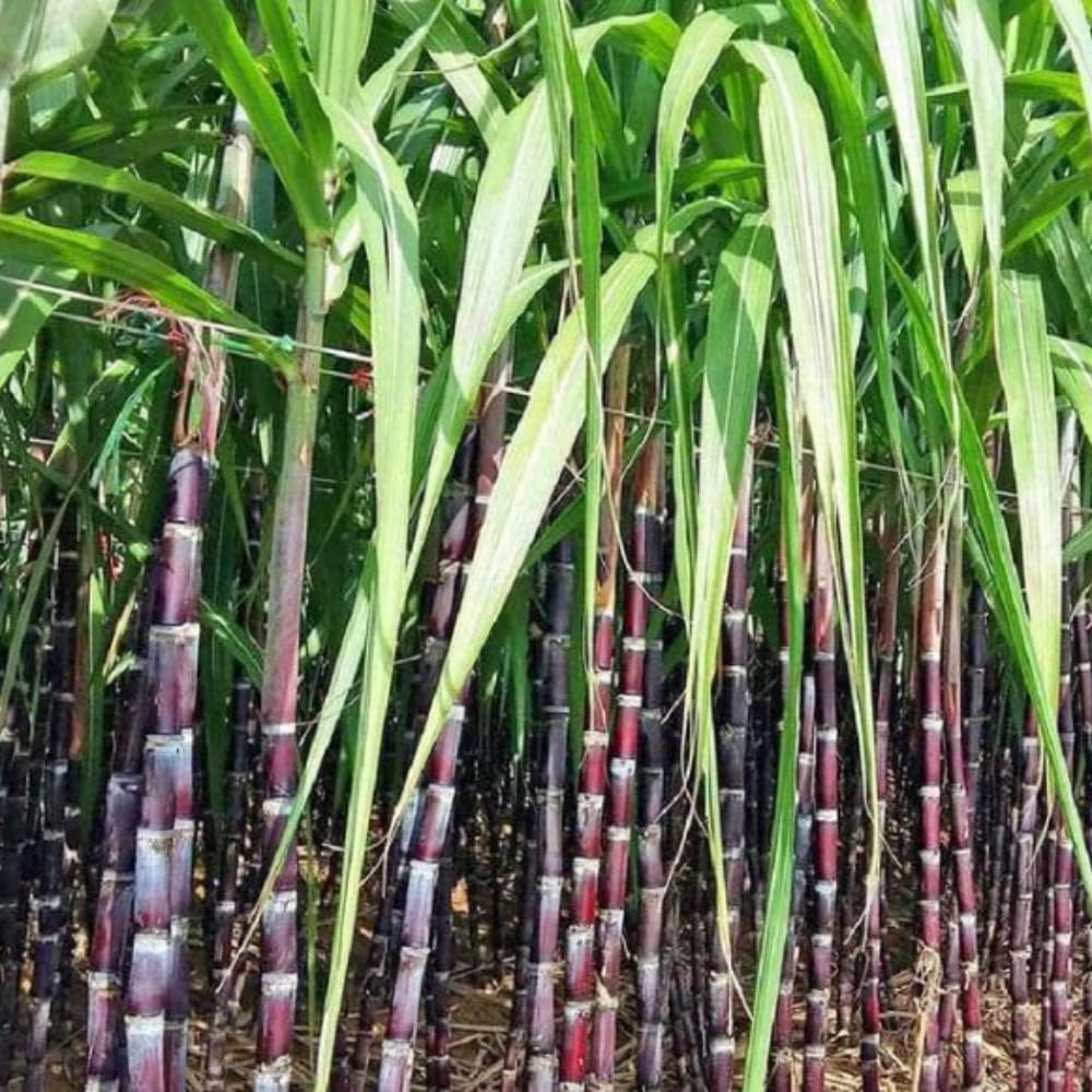 40 Purple Sugar Cane Plants Cuttings, 2–3 Node Sugar Cane Live for Spring Planting, Fast Growing Sweet Sugarcane Plants