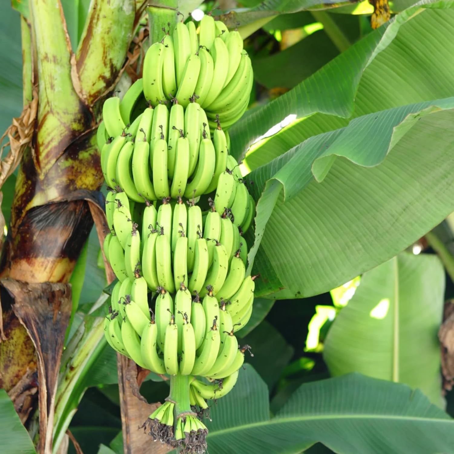 Grand Nain Banana Tree Live Plant, Cold Hardy Banana Plant Live, Tropical Banana Fruit Seedling, Well Rooted 4-8 Inch Tall