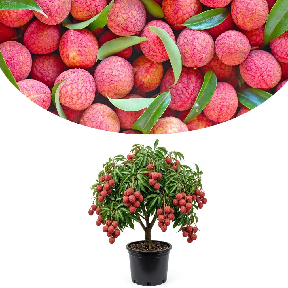 Sweetheart Lychee Live Plant, Lychee Tree Airlayered for Planting Outdoor in 3 Gallon Pot, No Shipping to CA