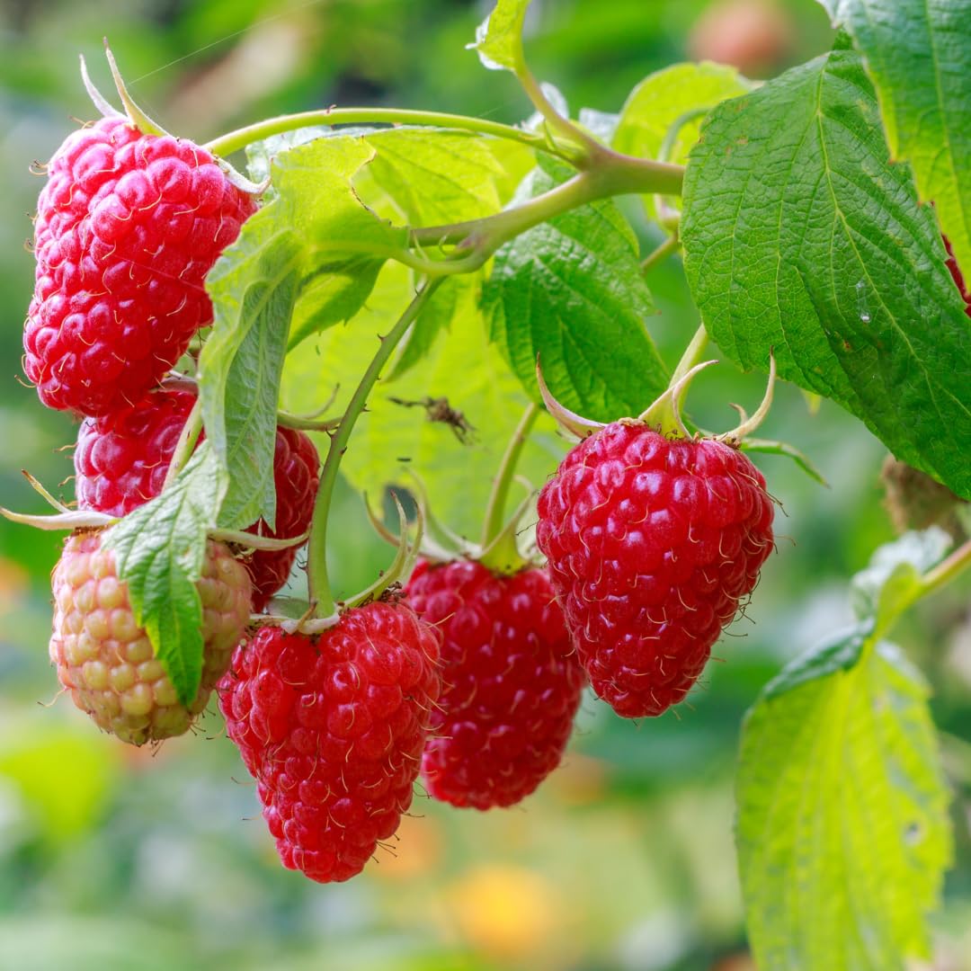 Set of 2 Raspberry Plants Live, Raspberry Bushes, Raspberries Plant, 4 to 6 Inch in Tall for Growing (Caroline Red Raspberry)