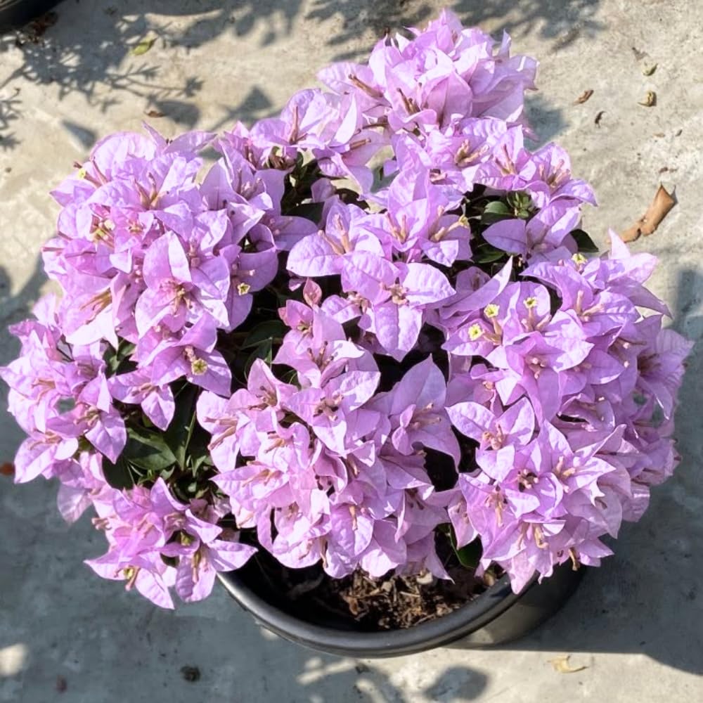 2 Bougainvillea Plants Live, Bougainvillea Flowering Vine Plant, Colorful Climbing Plants for Indoor Outdoor Garden 4-7 Inches (Lavender)
