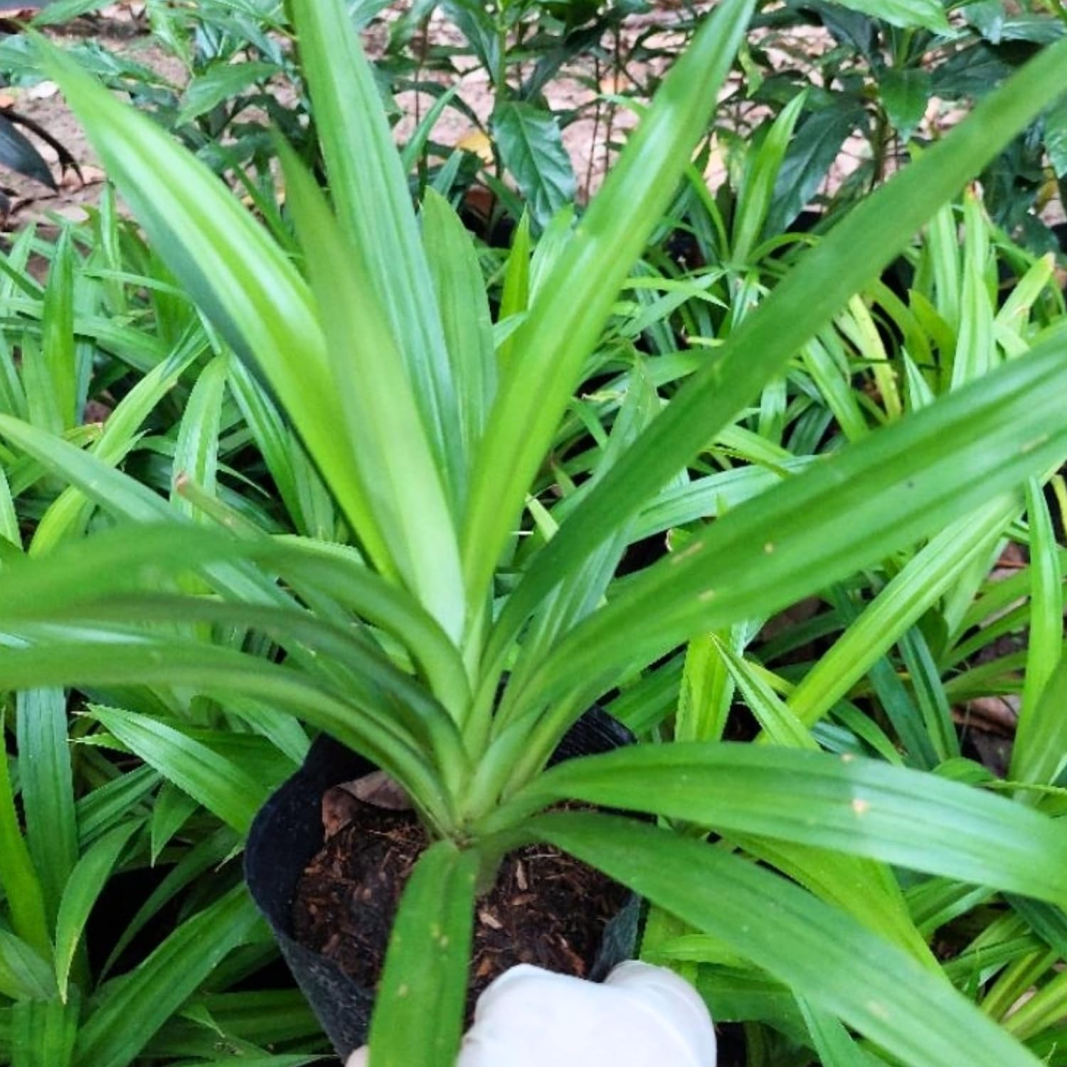 Pandan Plant Live Well-Rooted, 4-6” Tall, Fragrant Tropical Pandan Herb for Home Garden