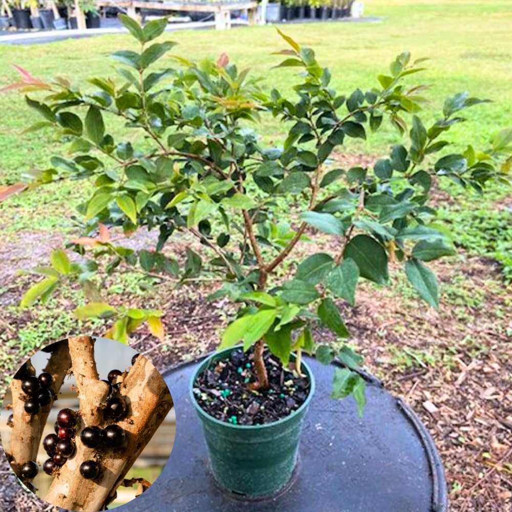 Jaboticaba Tree Live Plant, 10-12” Tall, Well-Rooted for Outdoor Growing, Jabuticaba Plant