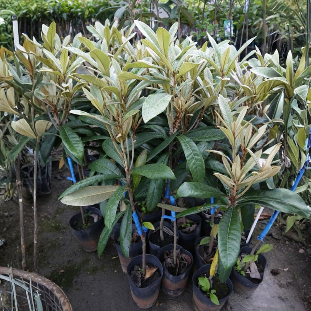 Loquat Tree Live Plant, Perennial Golden Loquat Fruit Tree, Well Rooted, 2 Feet Tall, 3 Gallon Pot, for Outdoor Growing, No Ship to CA