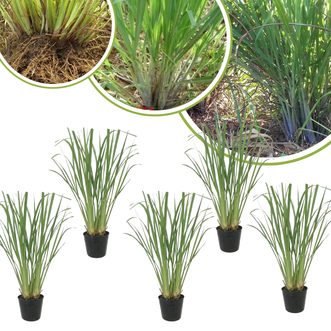 10 Lemon Grass Live Plants Stalks 5-9” Tall, Fragrant Herb Lemongrass Plants Live for Outdoor Spring Planting,Hardy Culinary Herb Zones 9-11
