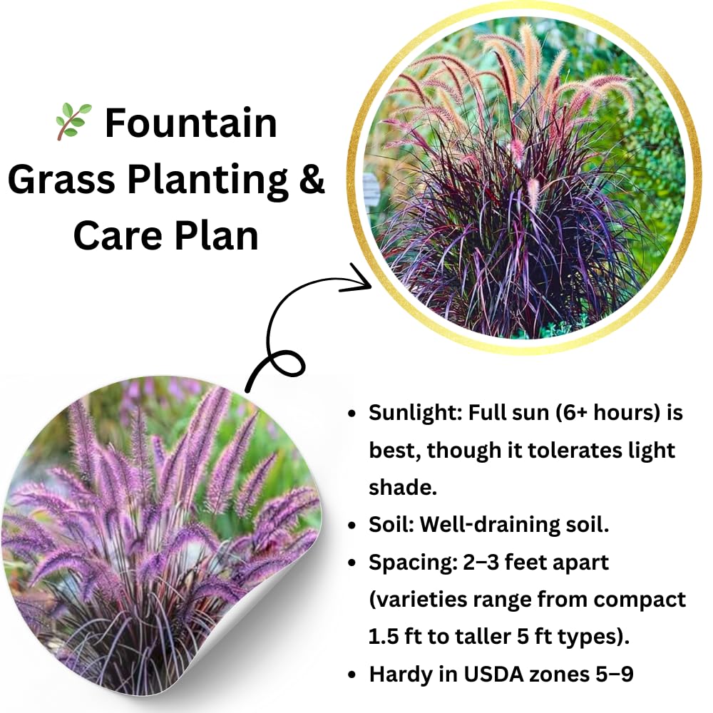 Pack 3 Fountain Grass Plants Live, 5-9 Inch Tall, Ornamental Grasses Live Plants Perennial, Well-Rooted Perennial Grass Clumps (Purple Fountain Grass)