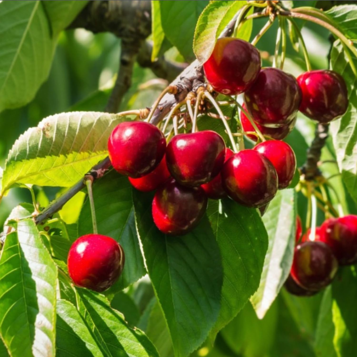 Cherry Tree Live Plant, Cherry Fruit Plant 3-4 Feet Tall in 3 Gallon, Sweet Fruit Tree, Cold Hardy for Outdoor Growing (Dark Red Cherry)