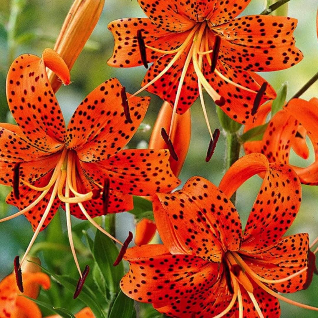 5 Turks Cap Lily Bulbs for Planting, Tiger Lilies Like, Fresh Bulbs for Planting, Perennial Flower Bulb Cold Hardy, Spring Blooms