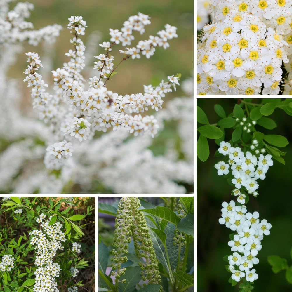 Live White Spirea Quart Pot Plant for Outdoor Garden, Dormant in Winter