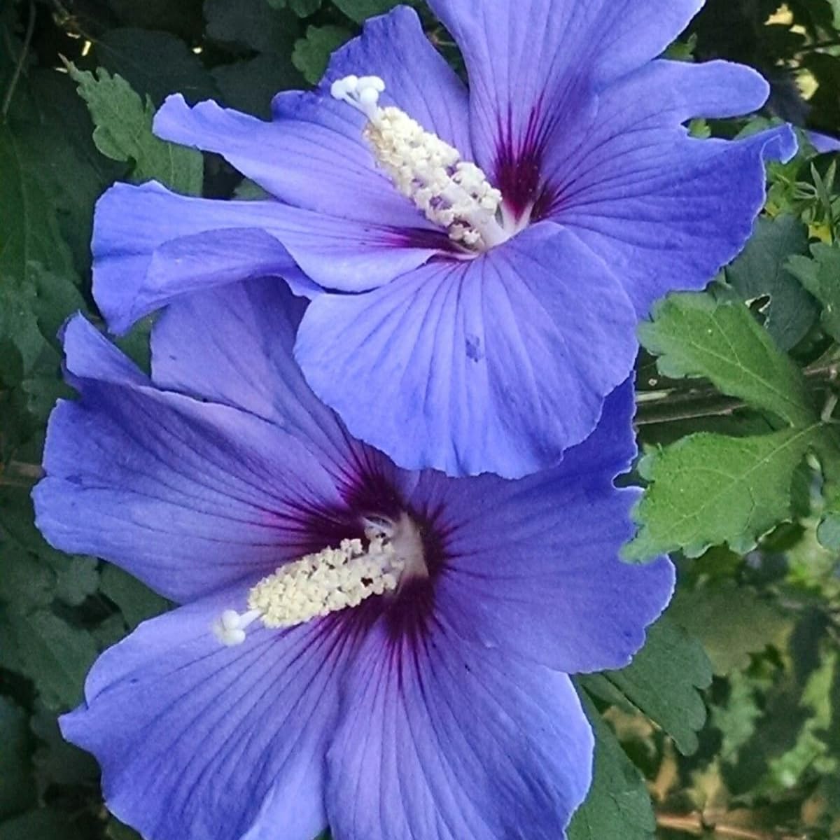 Purple Rose of Sharon Live Plant, 6-12" Tall Althea Hibiscus Plants in Quart Pot, Perennial Hardy Hibiscus Plant Bush for Outdoors Garden, Dormant in Winter