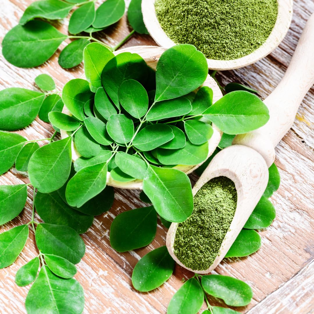 Moringa Tree Live Plant, 1 to 2 Feet Tall in 1 Gallon Pot, Fast Growing Moringa Oleifera Tree for Container or Backyard Garden Growing, No Ship to CA