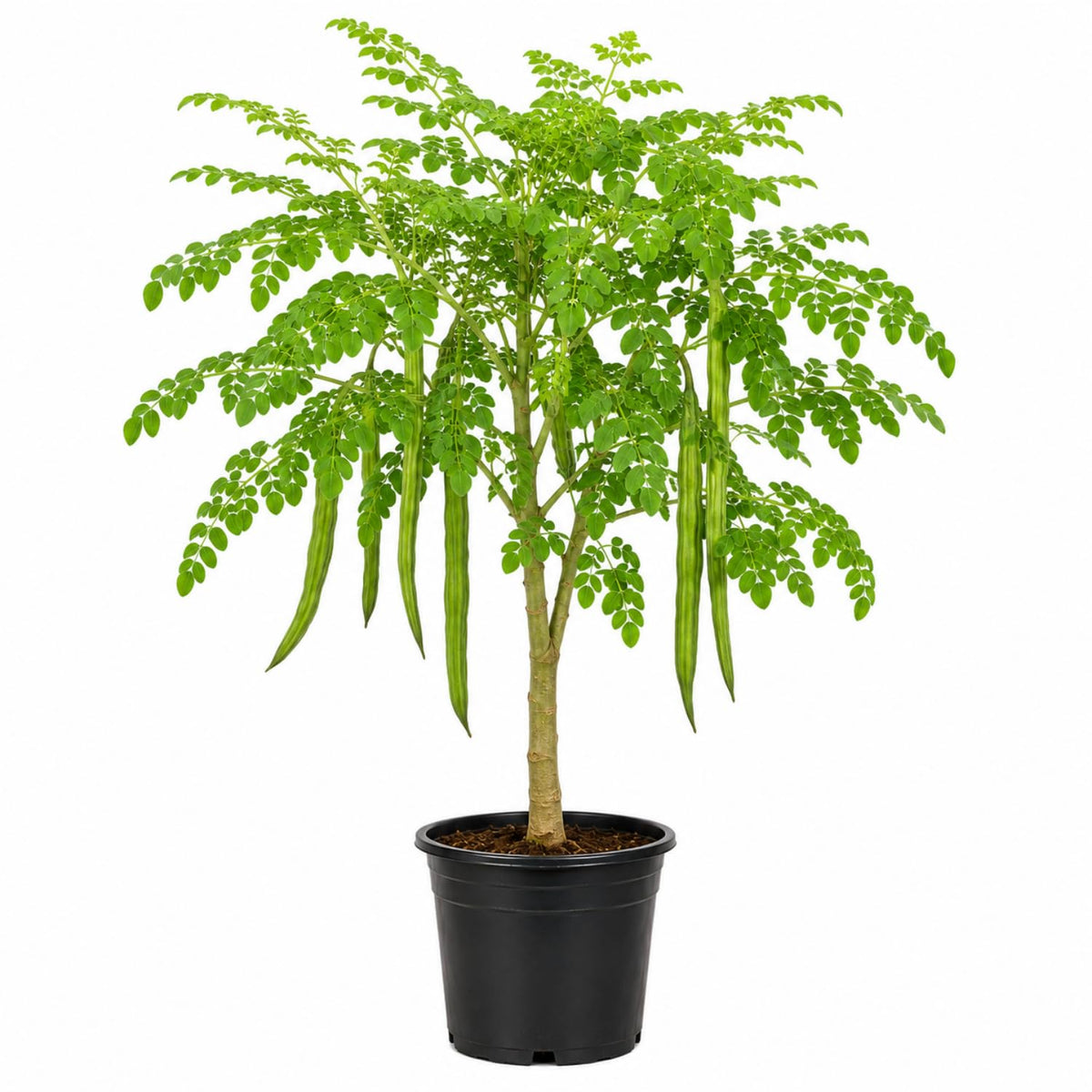 Moringa Tree in 1 Gal Pot, 2-3 Feet Tall, Hardy Moringa Oleifera Tropical Tree for Container, Patio and Backyard, Drumstick Horseradish Trees for Planting, No CA